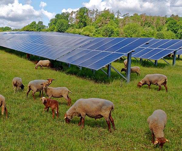 Renewables grow to meet global electricity demands: study