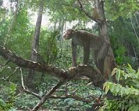 Baylor Sheds New Light on the Habitat of Early Apes
