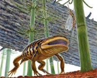 A Missing Link Settles Debate Over The Origin Of Frogs And Salamanders