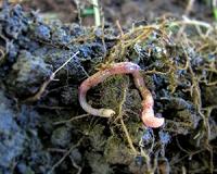 Pesticides make the life of earthworms miserable