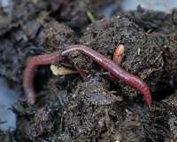 Scientists draw first European earthworm map