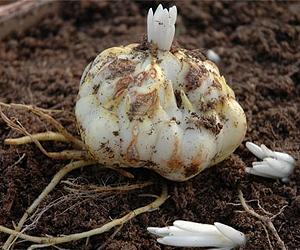 Bulb Dipping Controls Easter Lily Growth