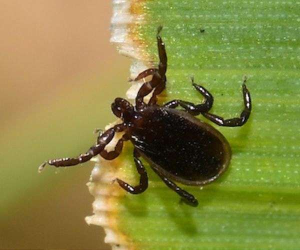 Ticking time bomb: Some farmers report as many as 70 tick encounters over a 6-month period