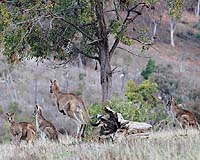 Plague Of Kangaroos Threatens One Of Australia's Last Remaining Original Native Grasslands