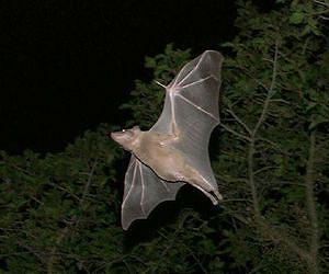Bats save energy by drawing in wings on upstroke