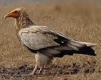 Israel police arrest suspect in poisoning of rare vultures