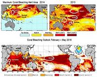 El Nino prolongs longest global coral bleaching event