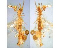 First microwhip scorpion from Mesozoic period found in Burmese amber