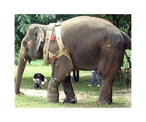 Thai police seize 16 'illegal' elephants from tourist areas