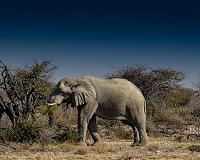 Botswana to start auctions of elephant hunting licences