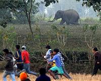 Rogue 'Bin Laden' elephant caught in India after killing 5 people