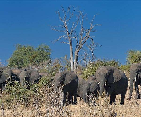 Zimbabwe's ballooning jumbo herds a growing threat to humans