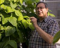 Low-allergen soybean could have high impact