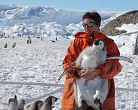 Study Finds Emperor Penguin in Peril
