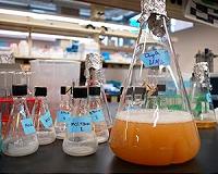 Researchers create synthetic biopathway to turn agriculture waste into 'green' products
