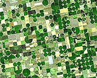 IAEA calls for renewed interest in mutant plant breeding