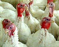 Canadian turkey sick with swine flu
