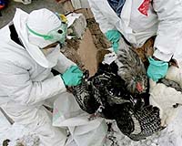 Canadian turkeys sick with swine flu