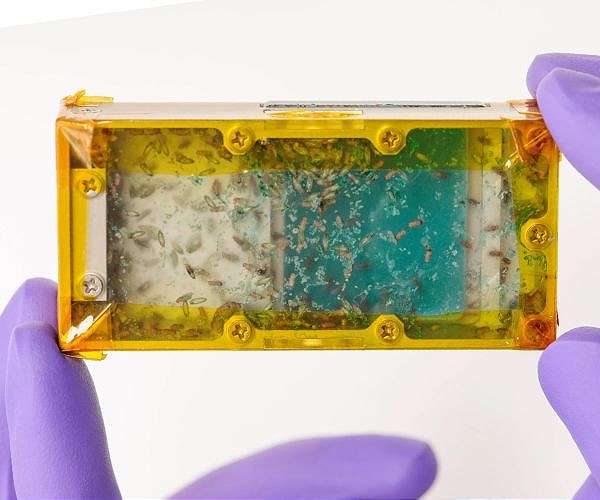 ESA puts Insects on the menu for ISS