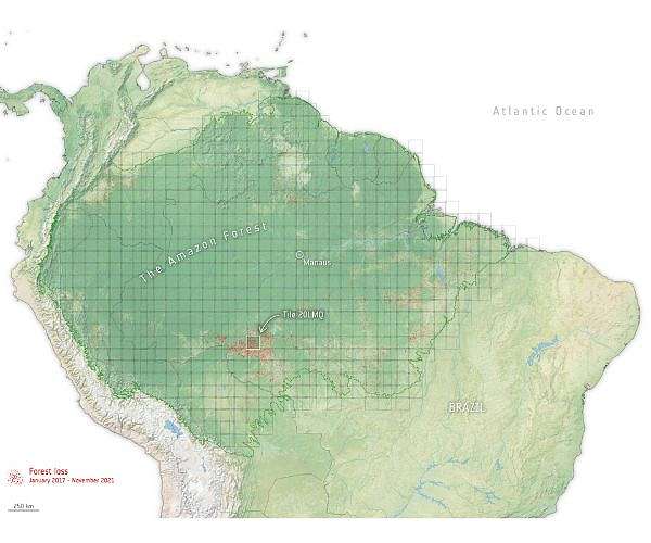 Latin America bank eyes finance 'umbrella' role for Amazon rainforest