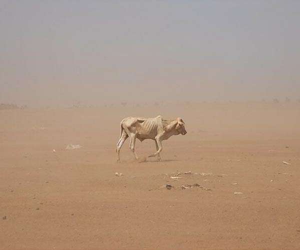 Moroccan nomads' way of life threatened by climate change