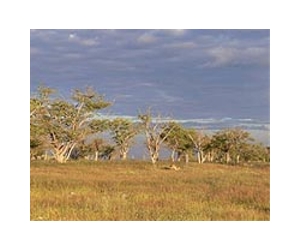 Earth's Biodiversity: What Do We Know And Where Are We Headed