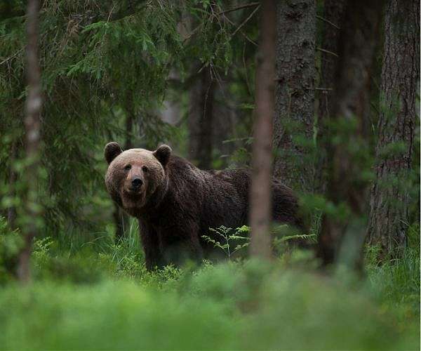 Suspended jail term sought for French hunter who killed bear
