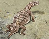 Ancient Swiss reptile shows its bizarre scale armor for the first time