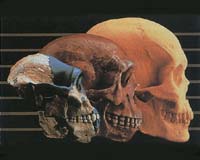 Study Questions Cost Of Complexity In Evolution