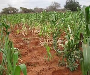 Untapped Crop Data From Africa Predicts Corn Peril If Temperatures Rise