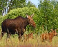 Chernobyl zone turns into testbed for Nature's rebound