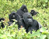 Two baby mountain gorillas born in DR Congo's Virunga park