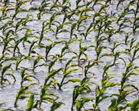 Farmers Who Plant - Or Replant - After June 20 May See Yields Drop By Half