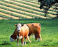 Analysis: Food crisis reaches Europe