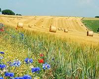 What agricultural 'ecosystems on steroids' are doing to the air