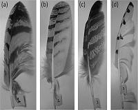 Owl-inspired wing design reduces wind turbine noise by 10 decibels