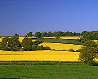 Green and yellow - straw from oilseed as a new source of biofuels