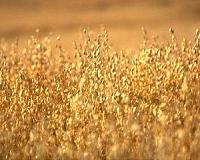 Hunter-gatherers were enjoying oatmeal 30,000 years ago