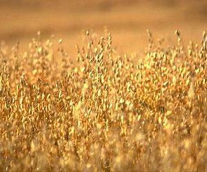Nano-pesticides: Solution or threat for a cleaner and greener agriculture?