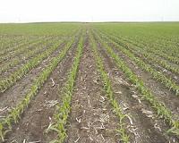 Transgenic sweet corn no more susceptible to Goss's wilt disease