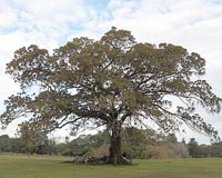 Wasps give hope for vanishing tree species