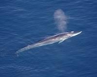 Iceland says it killed 184 whales this year