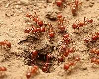 Some fire ant colonies are ruled by multiple queens