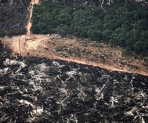 Amazon deforestation rate at historic low: Brazil