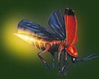 Fears of 'lights out' for fireflies in Malaysia