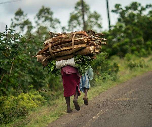 Kenya's Ruto lifts six-year logging ban