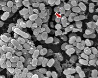New techniques reveal how microbes shape the health and biodiversity of oceans