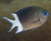 Why offspring cope better with climate change