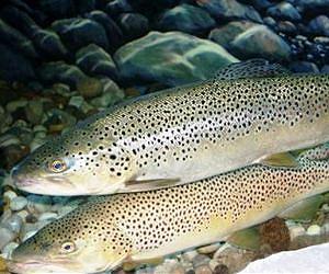 Trout will become extinct in the Iberian Peninsula in less than 100 years