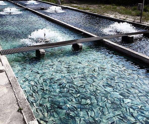 Researchers propose carbon capture in fish farms as a climate solution